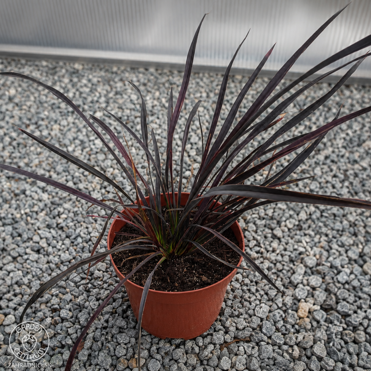 Obrázok Ľanovník novozélandský (Phormium Tenax) ‘PLATT'S BLACK’ - výška 30-40 cm, kont. C3L